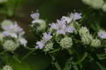 Narrowleaf mountainmint